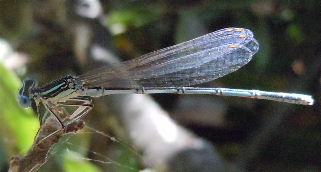 Platycnemis pennipes?
